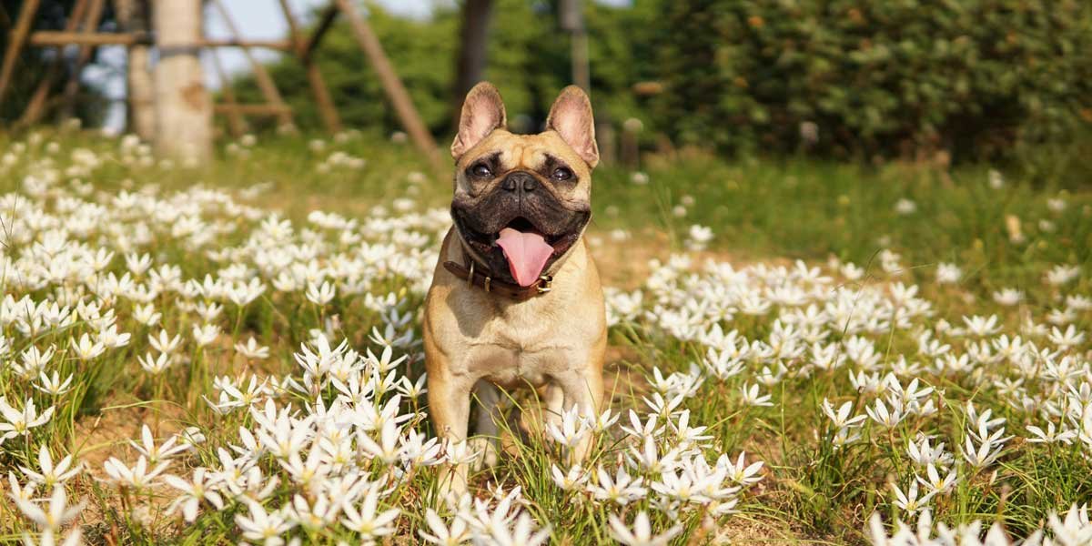 Cuánto Vive un Bulldog Francés